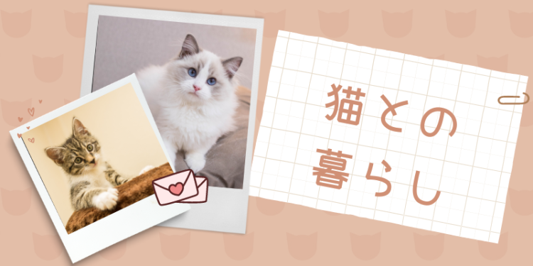 猫との暮らし